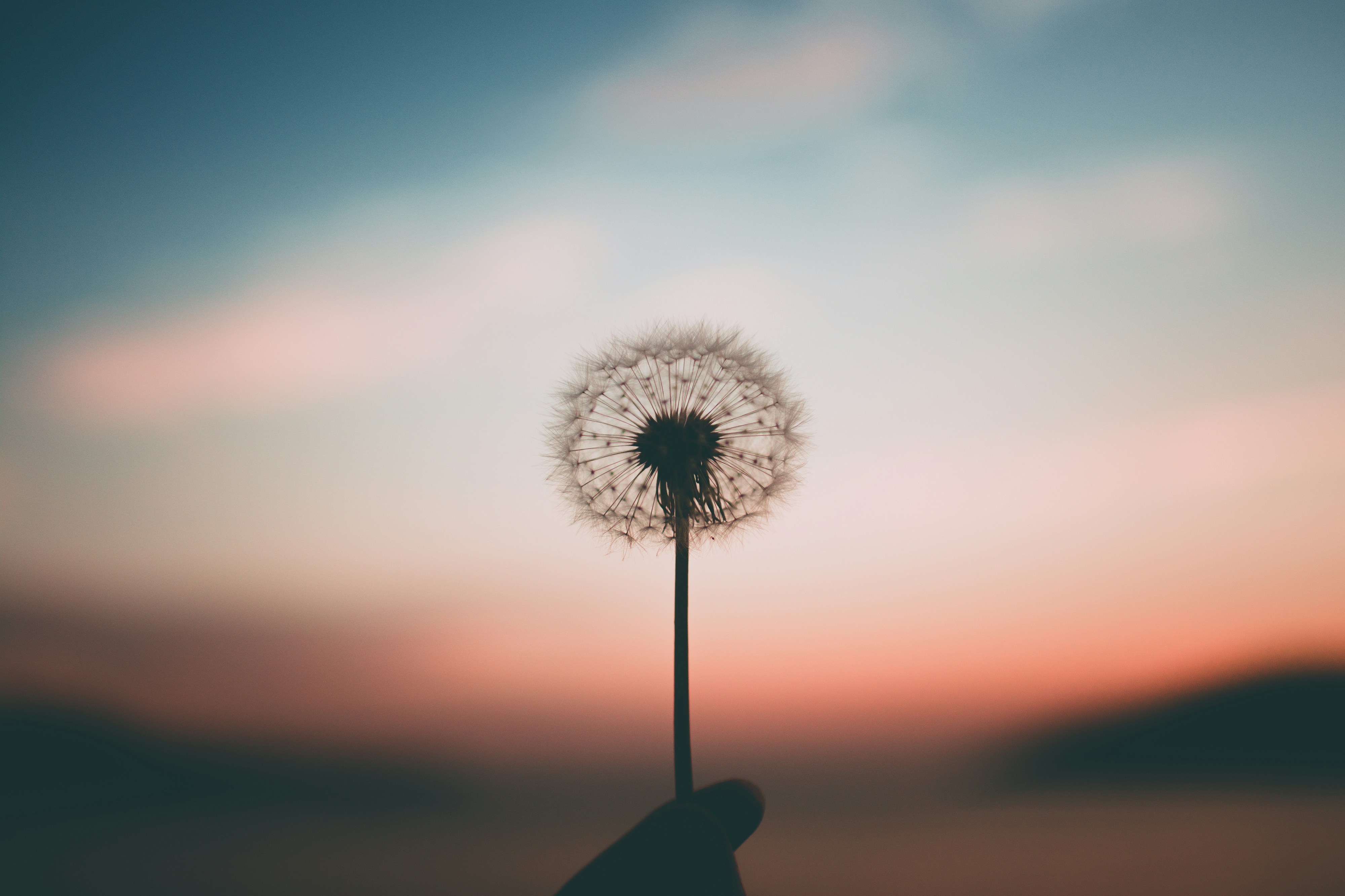 Pusteblume – Sinnbild für Loslassen und Stille